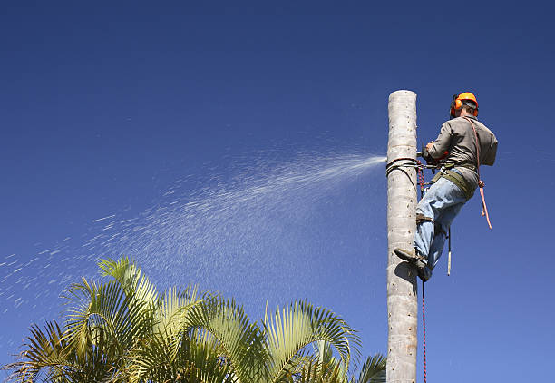 How Our Tree Care Process Works  in  Calumet, PA