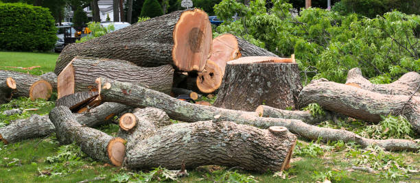 Trusted Calumet, PA Tree Services Experts